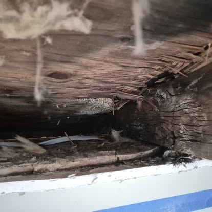Close-up of an attic beam showing mold growth