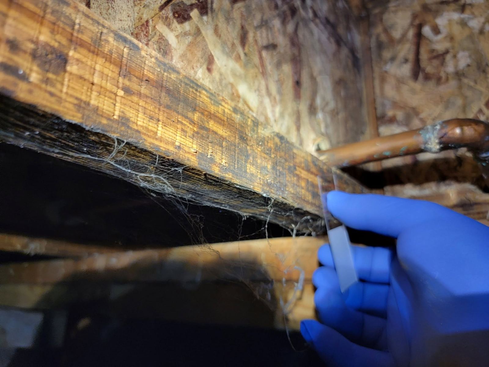 Mold remediation inspection